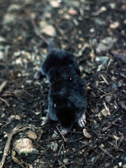 small